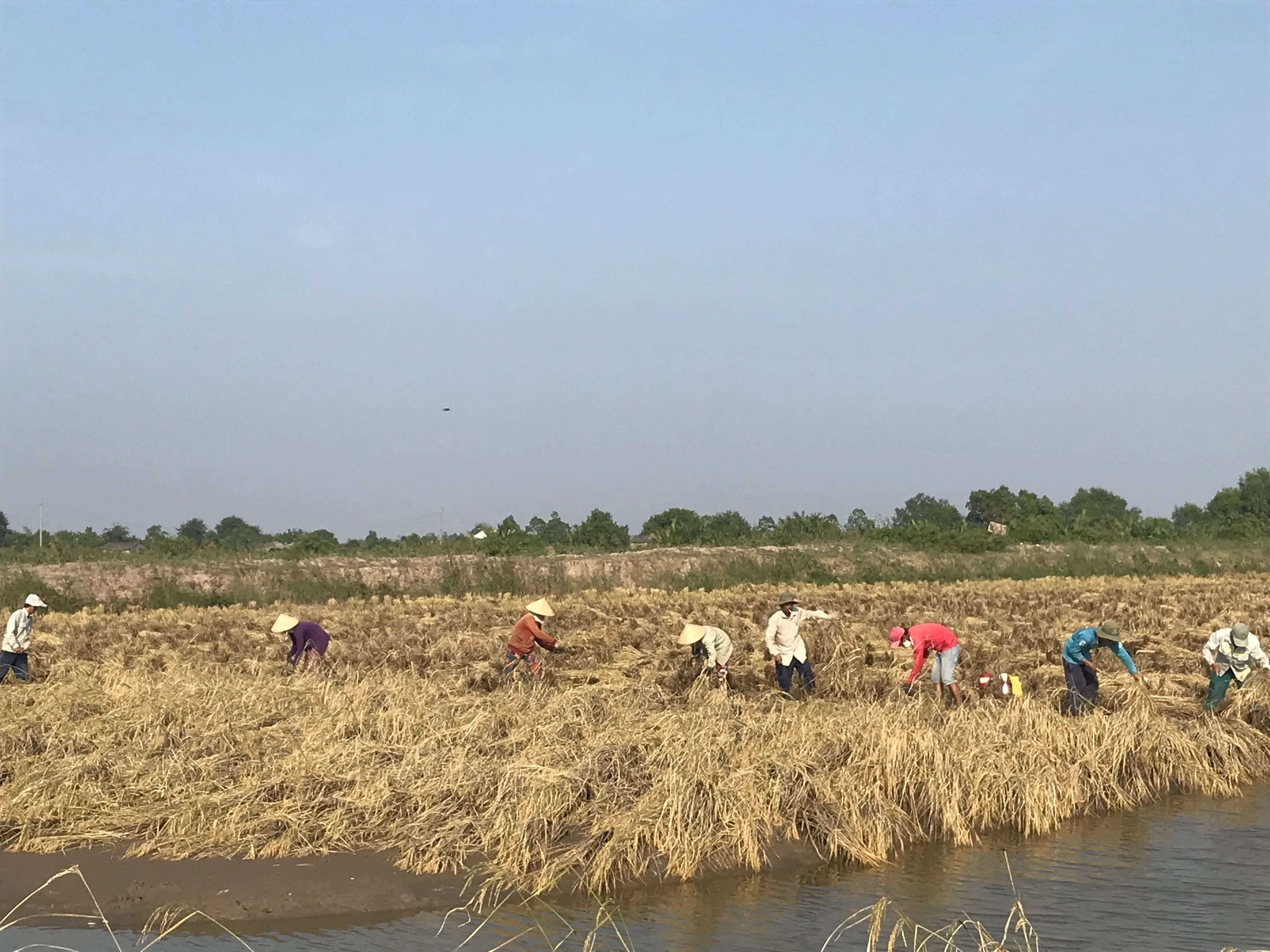 Nông dân Bến Tre thu hoạch lúa Nàng Keo - một giống lúa cổ truyền tại địa phương (Ảnh: Trần Mạnh).